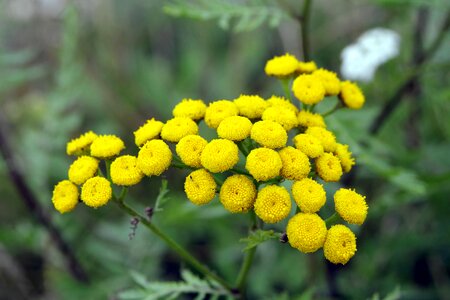 Plant weed nature
