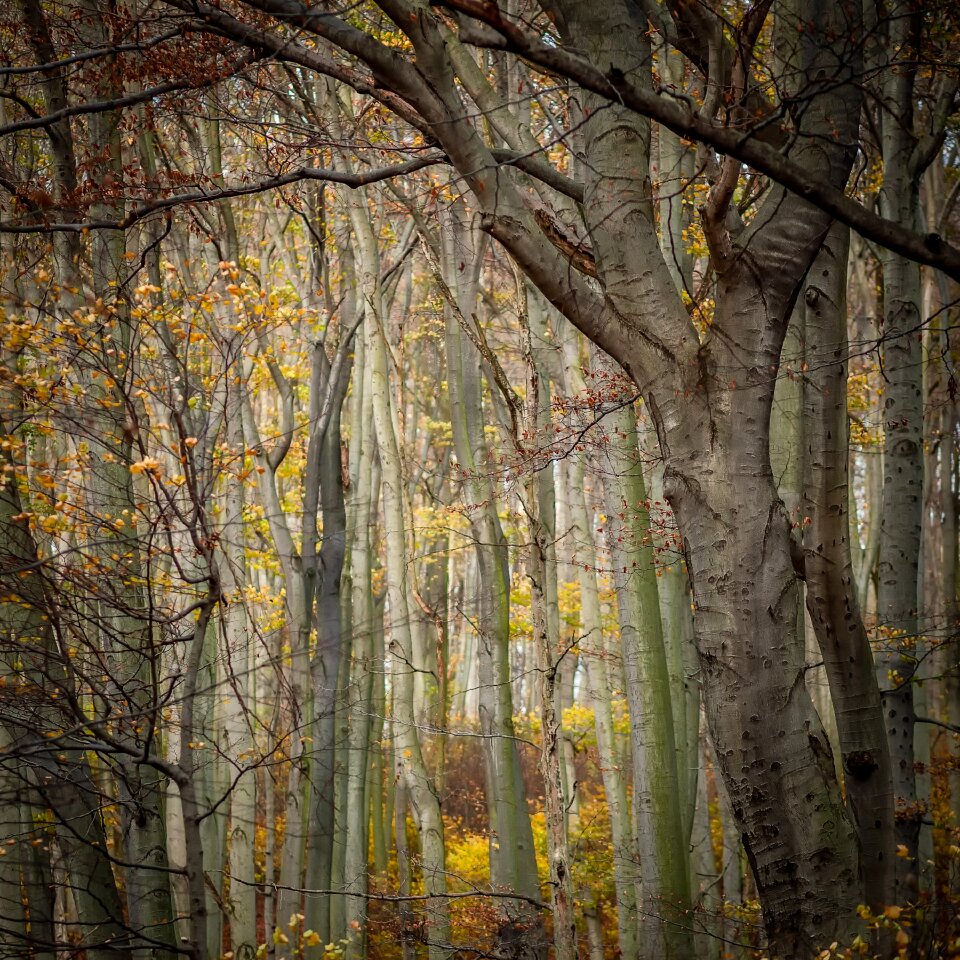 Background nature autumn