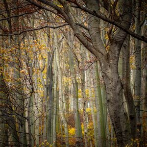 Background nature autumn