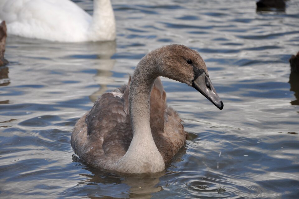 Lake summer water bird