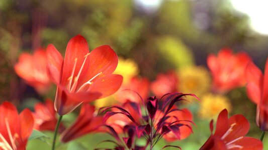 Flowers nature red flowers photo