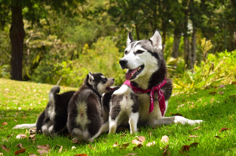 Dogs playing puppy animals