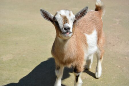 Young goat kid goat baby photo