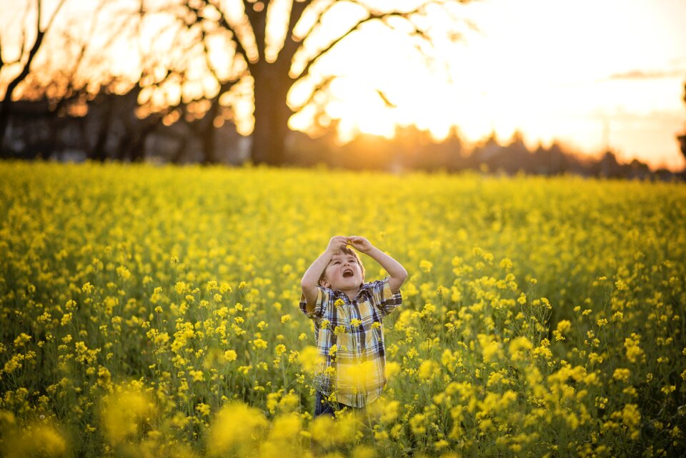 Yellow flowers blossom season