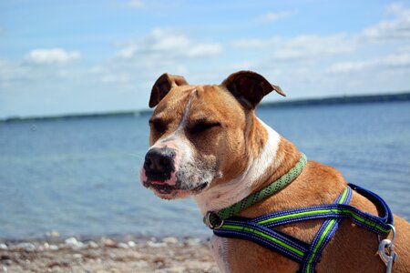 American staffordshire pitbull water