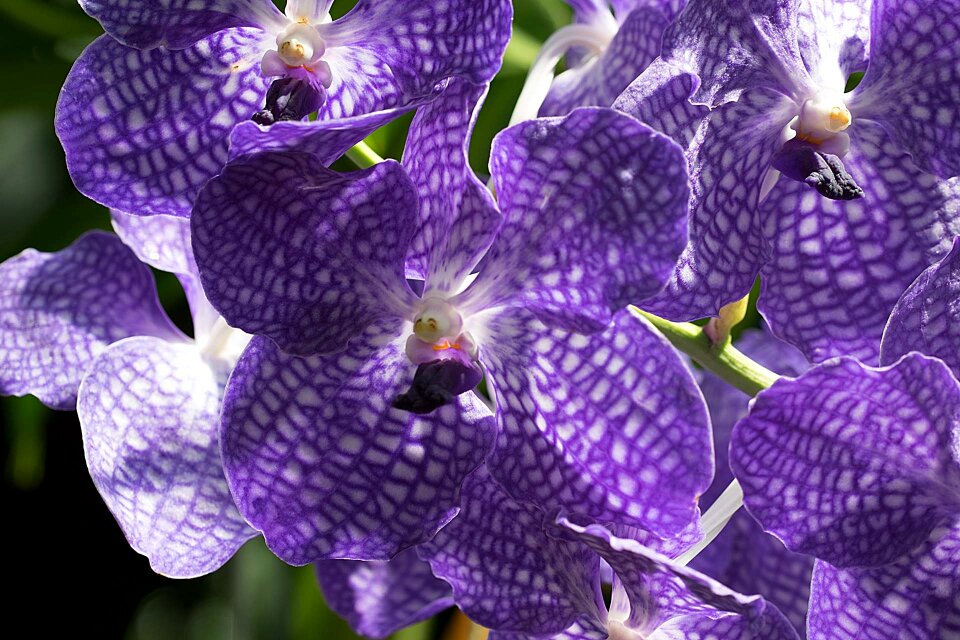 Blossom bloom orchid