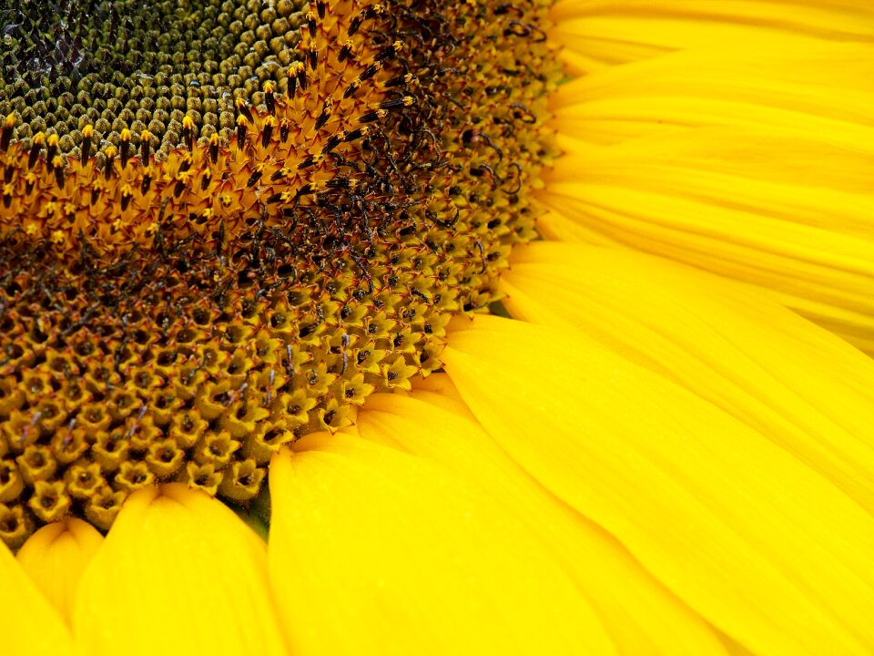 Flower bloom helianthus