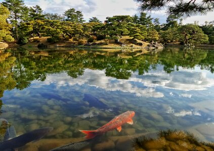 Pond niwa koi photo