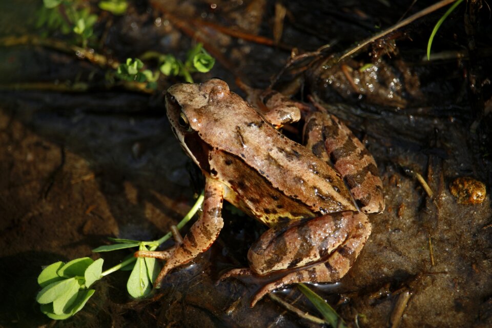 Anuran grass aquatic animal
