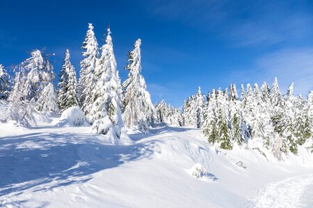Snow december winter forest photo