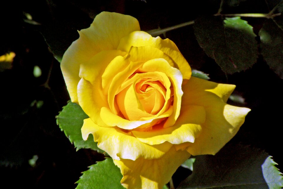 Petals ornamental plant yellow flower
