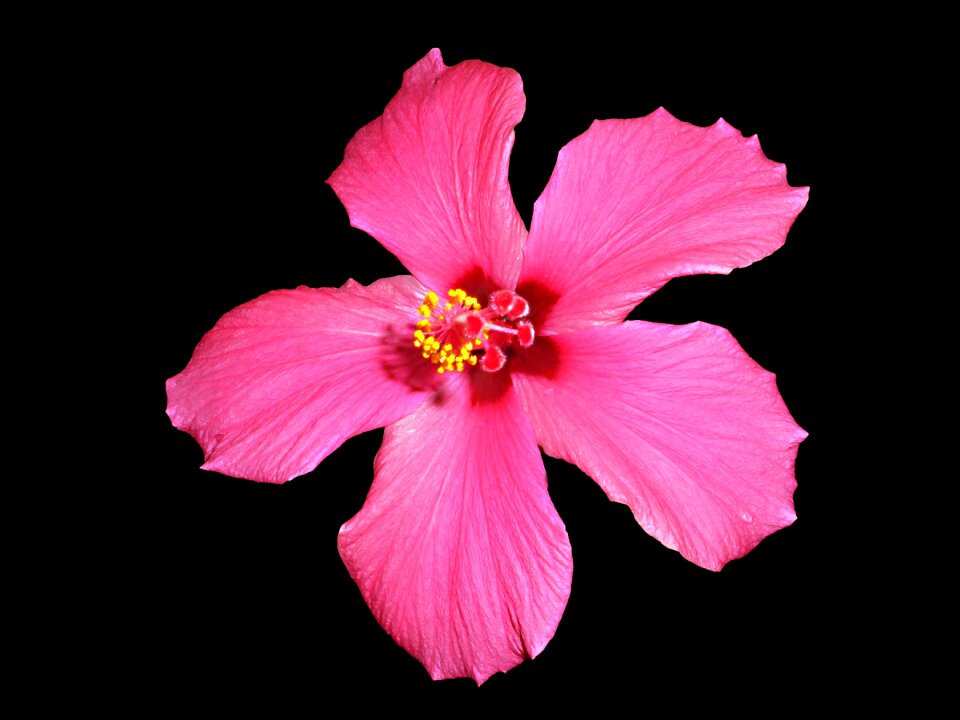 Petal blossom spring