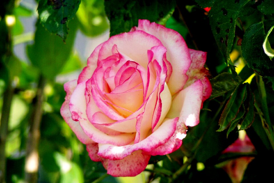 Petals ornamental plant pink flower