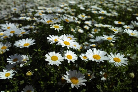 Flowers plant garden