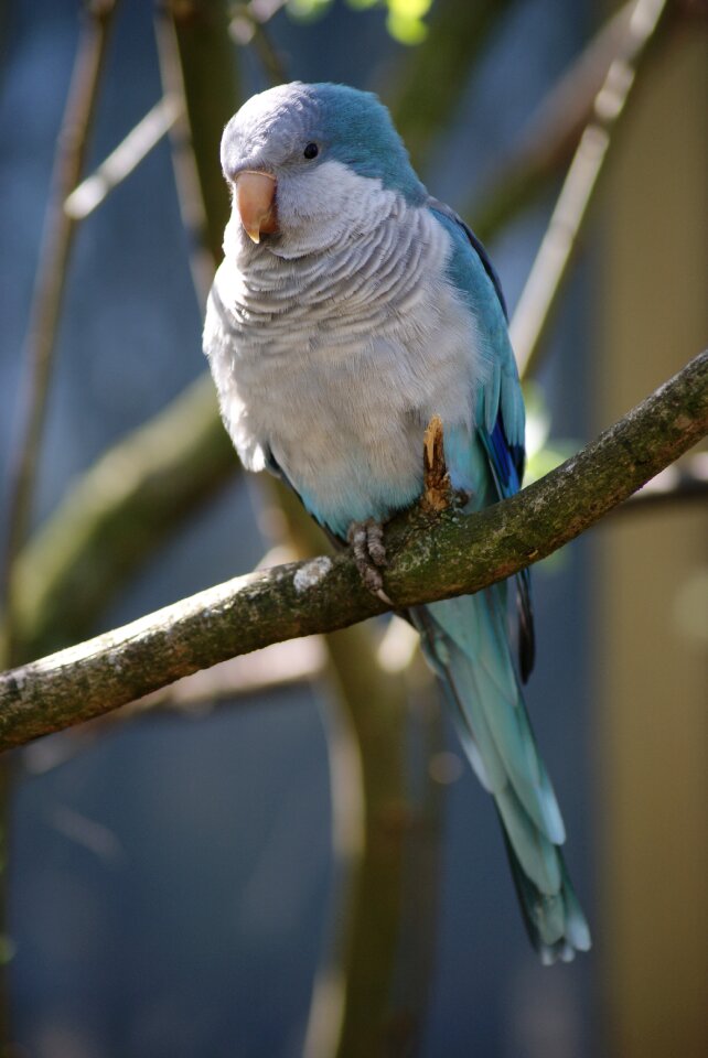 Plumage feathers parakeet