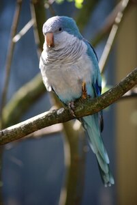 Plumage feathers parakeet photo