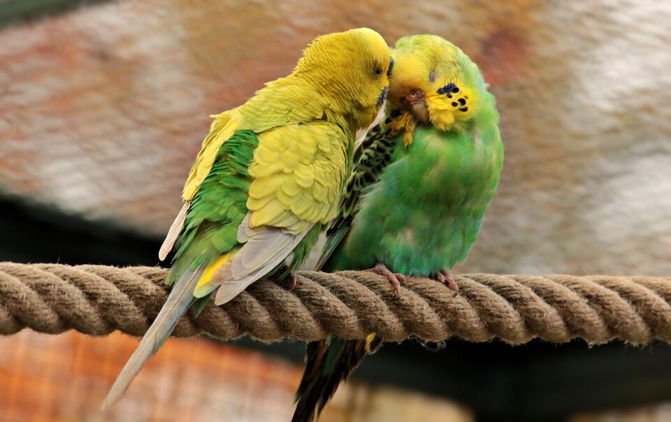 Yellow green yellow green-yellow budgerigars