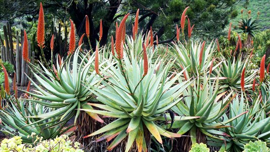 Plants bloom nature