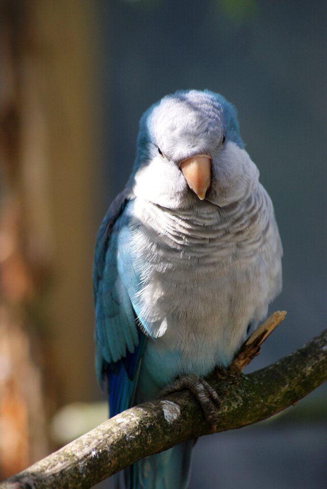 Small parrot bird plumage photo