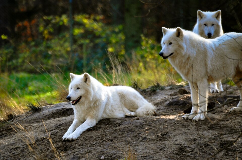 Wilderness white fur dangerous