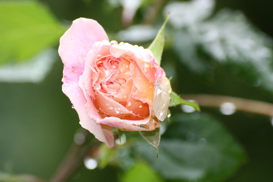 Rose bloom flower blossom