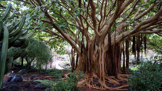Plants nature tree roots