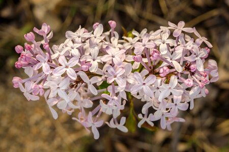 Plants april behold
