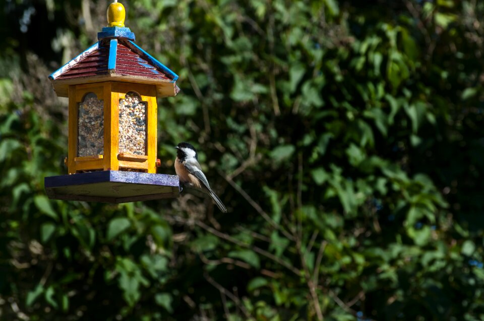 Bird backyard black-capped chickadee