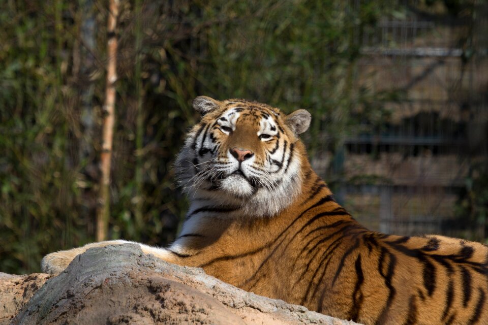 Stripes tiger serenity