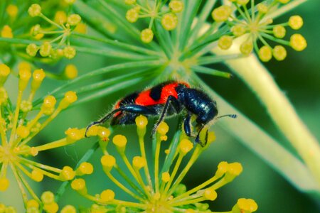 Black green yellow