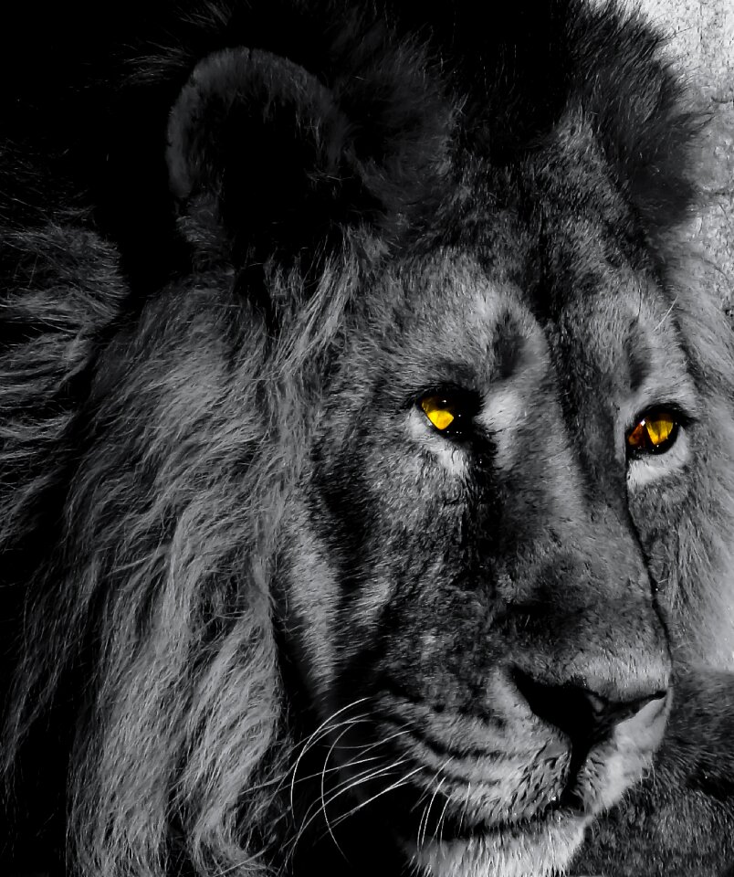 Black and white eyes mane
