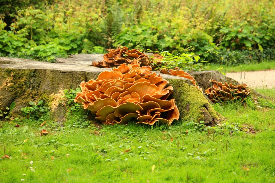 Wood dead tree tree