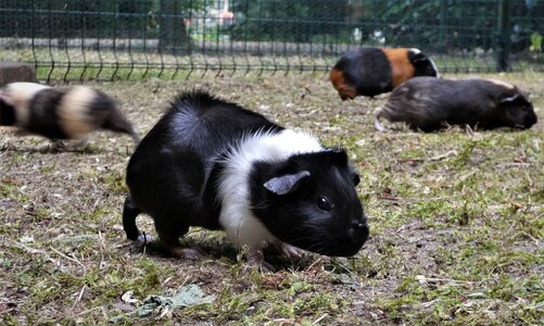 Cavia porcellus rodent sweet photo