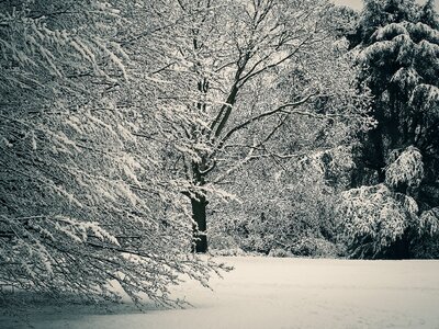 White tree cold photo