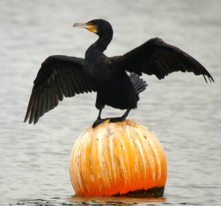 Great cormorant birds nature