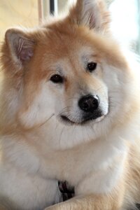 Animal young dog head