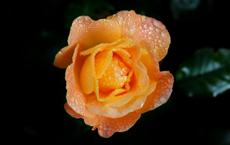 Drip drop of water rose bloom