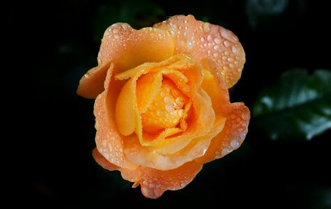 Drip drop of water rose bloom photo