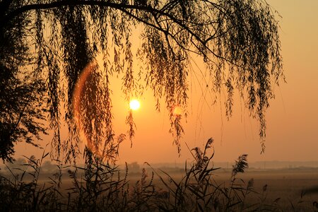 Sunrise willow aperture