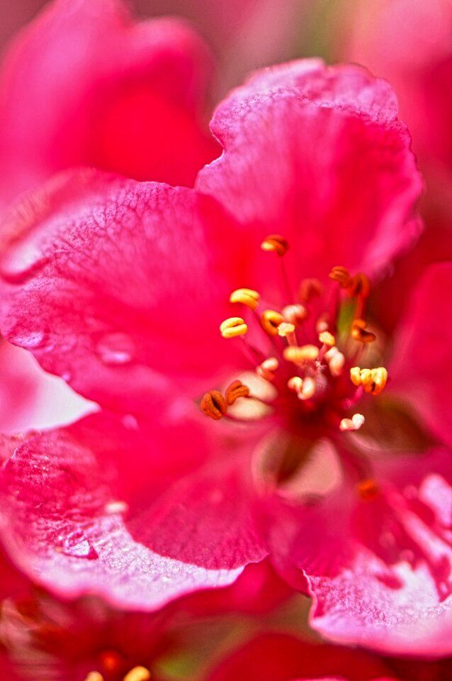 Tree branch blossom photo