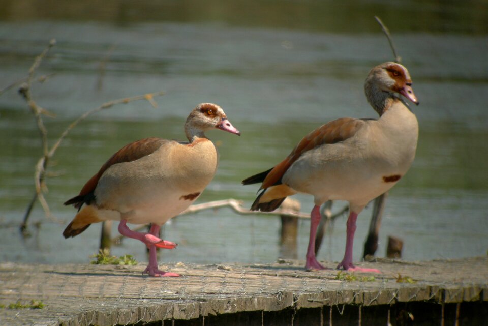 Nile goose birds nature
