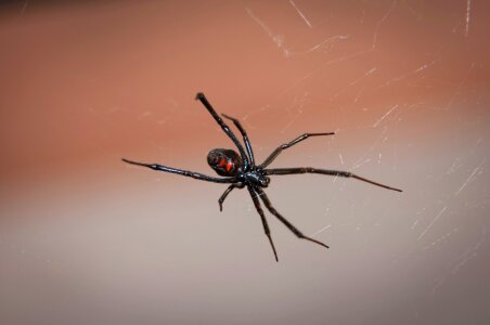 Poisonous venom wildlife