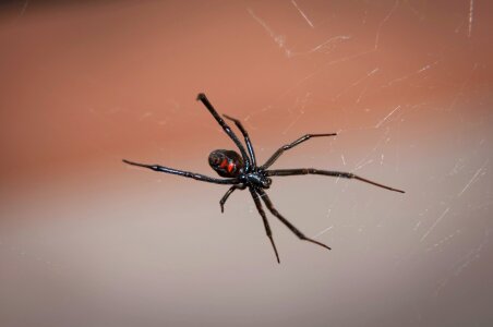 Poisonous venom wildlife photo