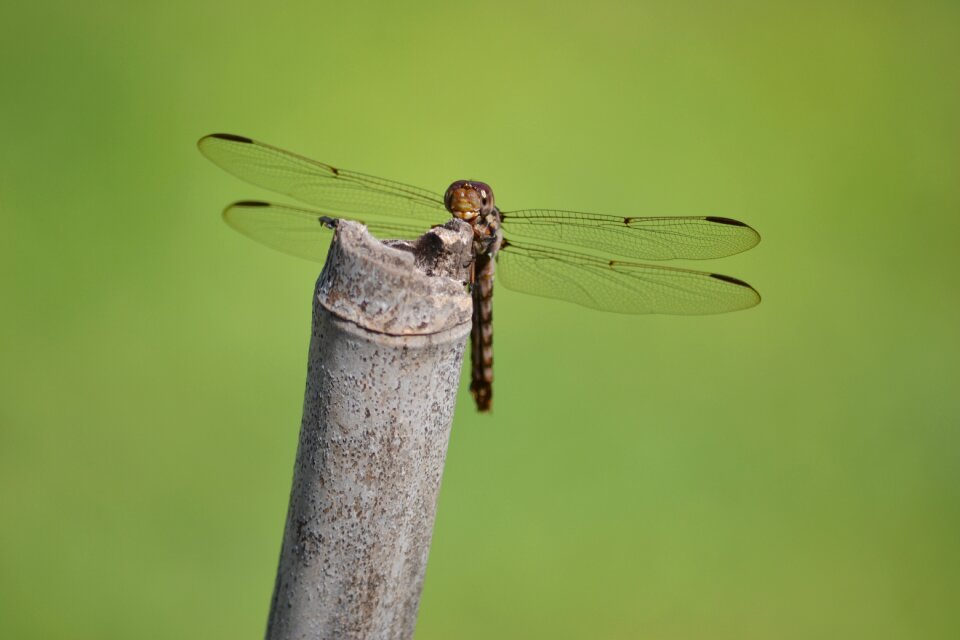 Insect macro wings