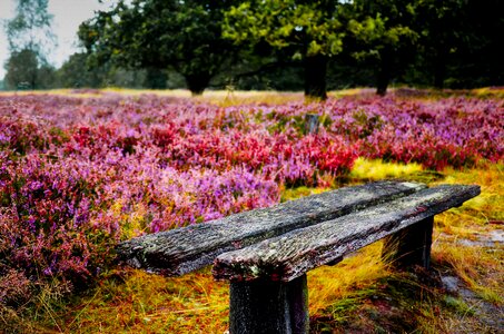 Romantic nature lonely