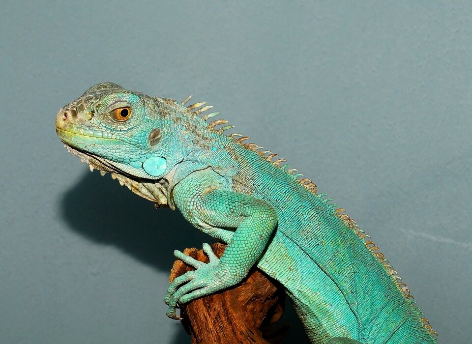 Reptile animal head