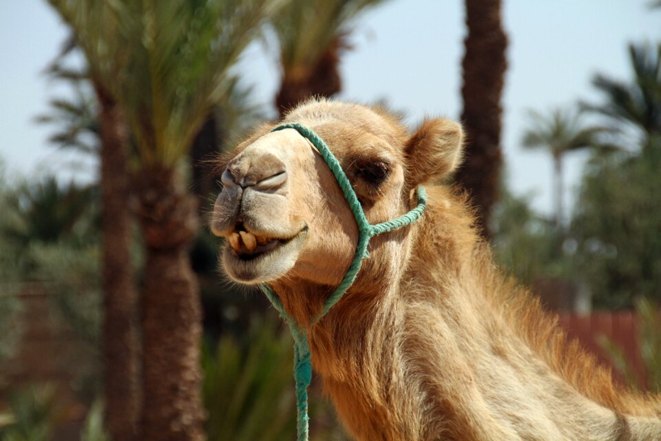 Animal sahara dune photo