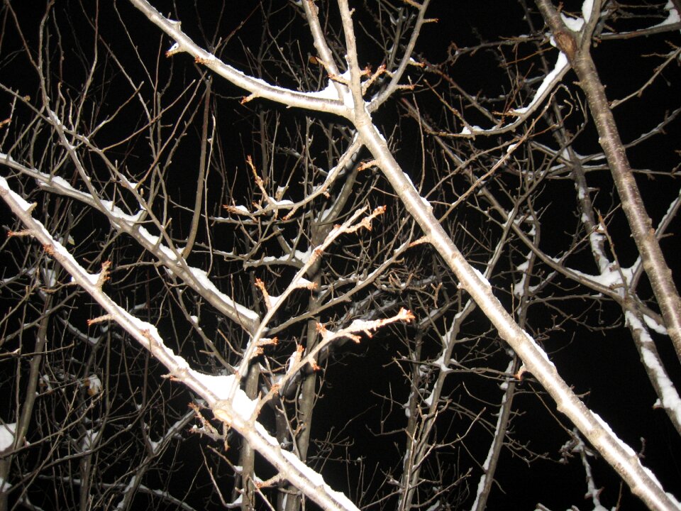 Cold nature frost