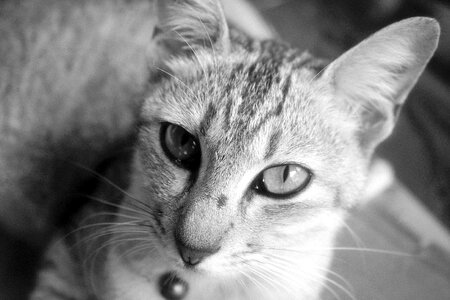 Close-up feline pet photo