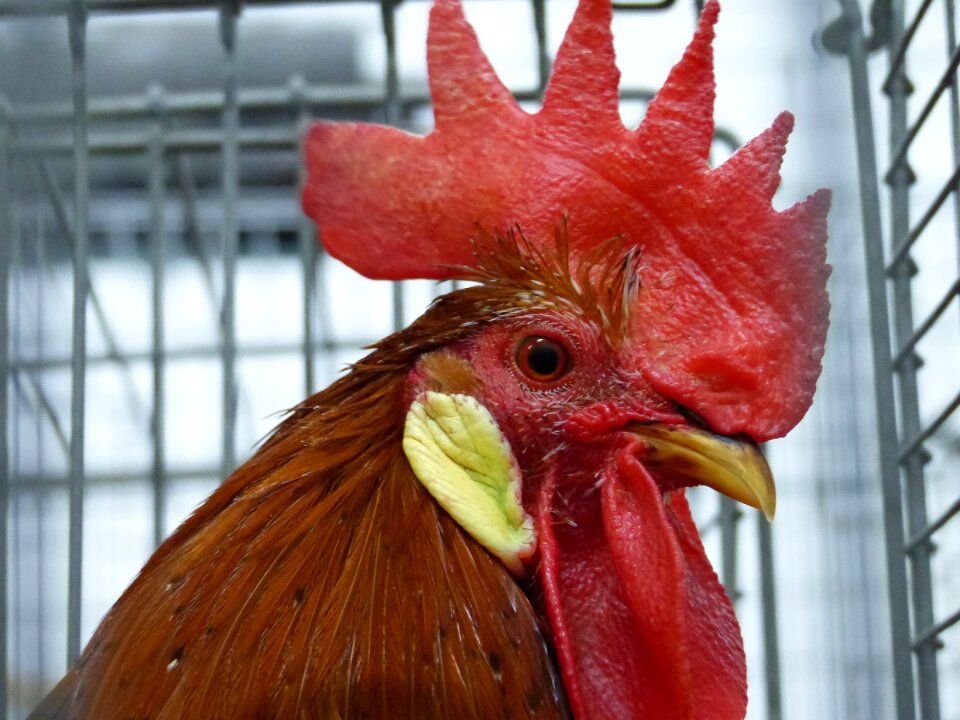 Feather poultry cockscomb